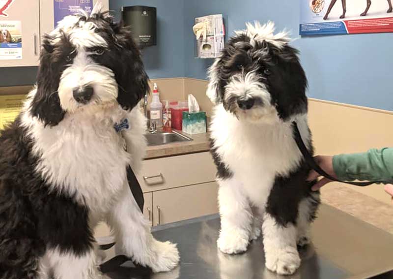 Carousel Slide 6: Dog wellness care