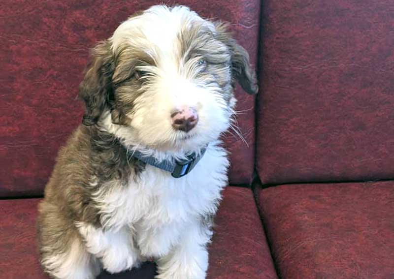 Carousel Slide 2: Puppy veterinary exams